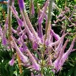 Veronicastrum virginicum Flower