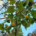 Abutilon grandifolium অভ্যাস