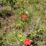 Hibiscus aponeurus Ostatní