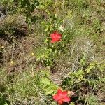 Hibiscus aponeurus Otro