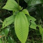 Miconia elata 葉