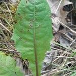 Taraxacum clemens Hoja