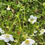 Saxifraga hypnoides Likasa