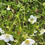 Saxifraga hypnoides Folha