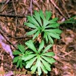 Viola pinnata Other