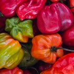 Capsicum chinense Fruchs