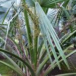 Sabal palmetto 果実