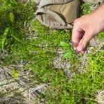 Ophioglossum reticulatum Blad