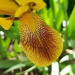 Iris variegata Kukka