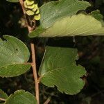 Gouania velutina Leaf