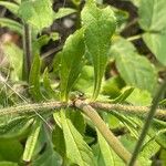 Knautia macedonica ഫലം