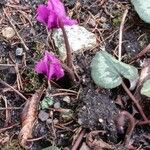 Cyclamen purpurascensKvet