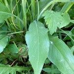 Solidago rigida Folla