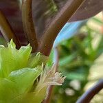 Calathea roseopicta Otro