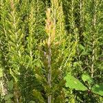 Erica arboreaFlower