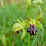 Ophrys sulcata Kita