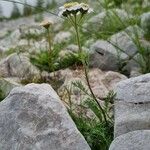 Achillea atrata Habit