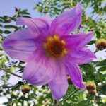 Dahlia imperialis Квітка