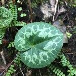 Cyclamen purpurascens Blad