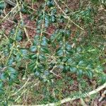 Buxus sempervirens পাতা