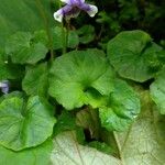 Viola hederacea 葉