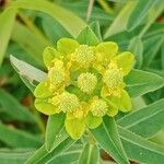 Euphorbia flavicomaЦветок