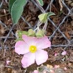 Cistus parviflorus പുഷ്പം