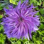 Centaurea nervosa 花