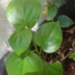 Peperomia scandens Leaf