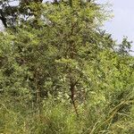 Vachellia hockii Habit