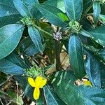 Barleria oenotheroides Inny