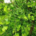 Ginkgo biloba Blad