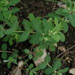 Euphorbia parviflora Hàbitat