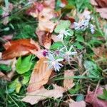 Symphyotrichum cordifoliumÇiçek