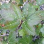 Acer sempervirens Blad