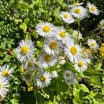 Erigeron annuus Övriga