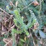 Erica ciliaris Foglia