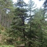 Abies cephalonica Hábito