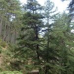 Abies cephalonica ശീലം