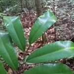 Maquira calophylla Hoja