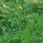 Thalictrum aquilegiifolium Habitus