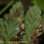 Asplenium obovatum Natur