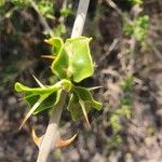 Solanum arundo 叶