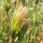 Tragopogon dubius Frukt