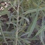 Jasonia tuberosa Écorce