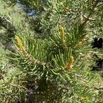 Pinus edulis Hoja