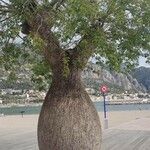 Ceiba insignis Συνήθη χαρακτηριστικά