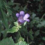 Gentiana calycosa Flor