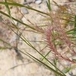 Festuca ambigua Flower