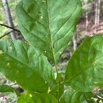 Fraxinus latifolia Leaf